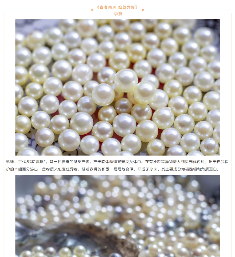 古老南珠，綻放異彩